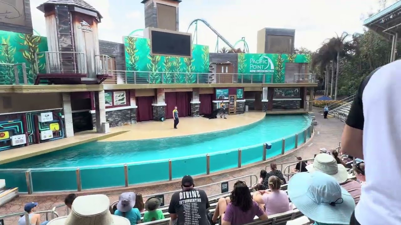 Sea Lion Roar!