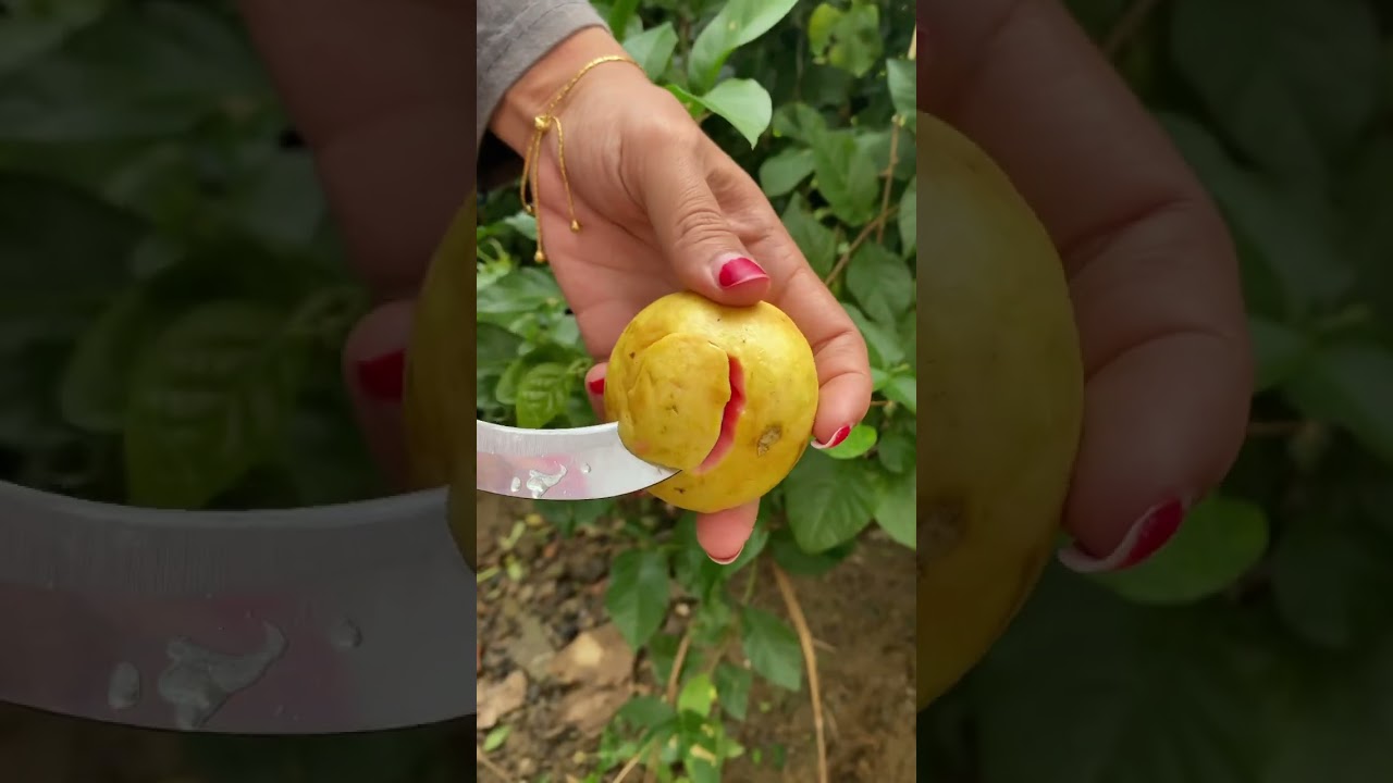 Jambu Biji Getas Merah #jambukristal