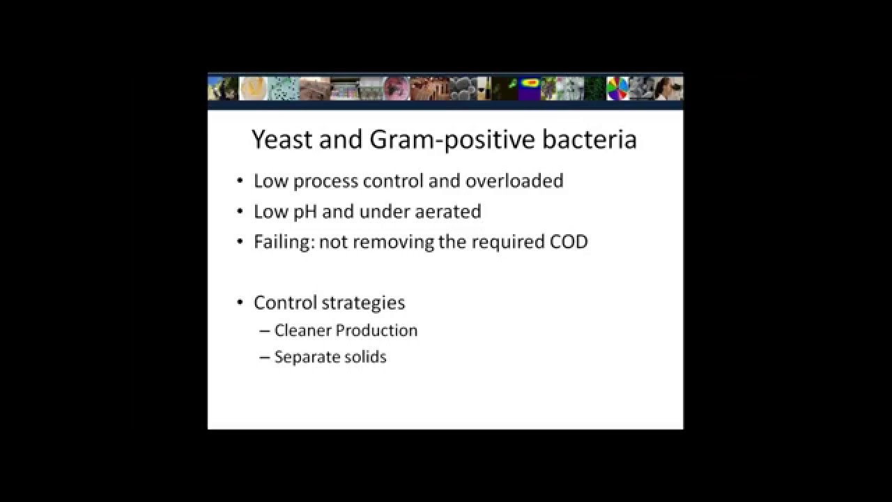 Winery wastewater treatment  cleaning water with happy microbes (AWRI webinar recording)