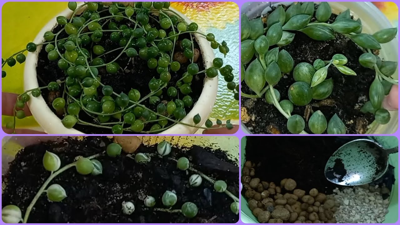 Новичок😍Обзор🌹Крестовники🌱Роули Вариегатный🌹Геррейна🌱Пересадка🌱Укоренение🌹Размножение🌱Состав грунта🌱
