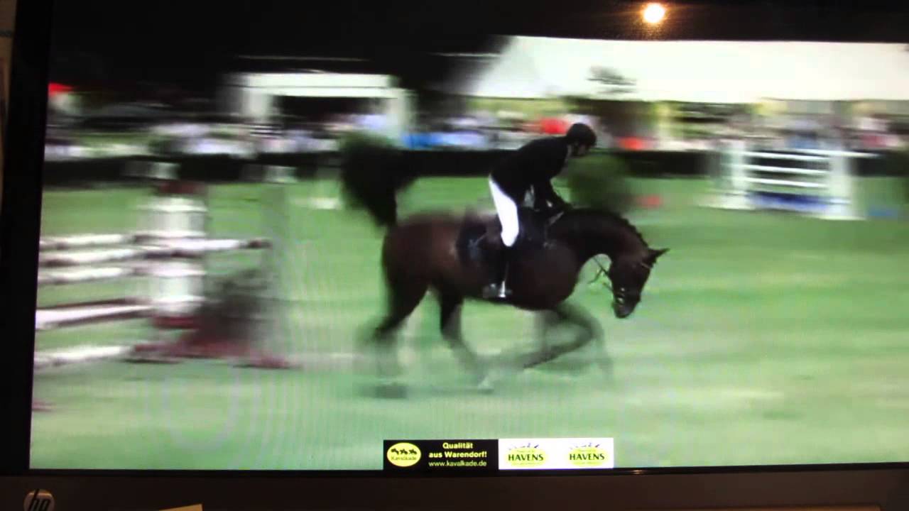 jos wouters 6 jarige holsteiner hengst crunch