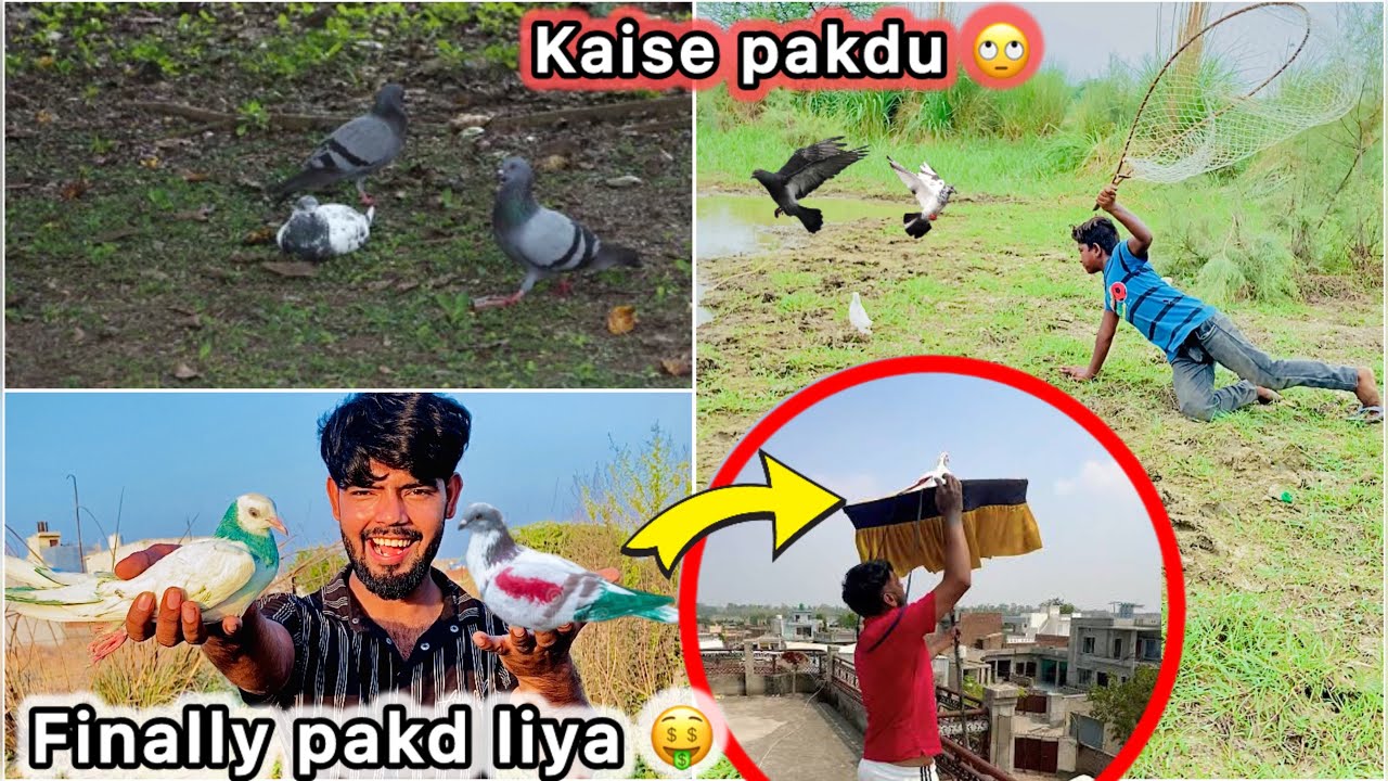 Jungli kabutaro se pakdne lge Raftar 🕊️ || Bazi Wali kabuatri pakd laye 🤑