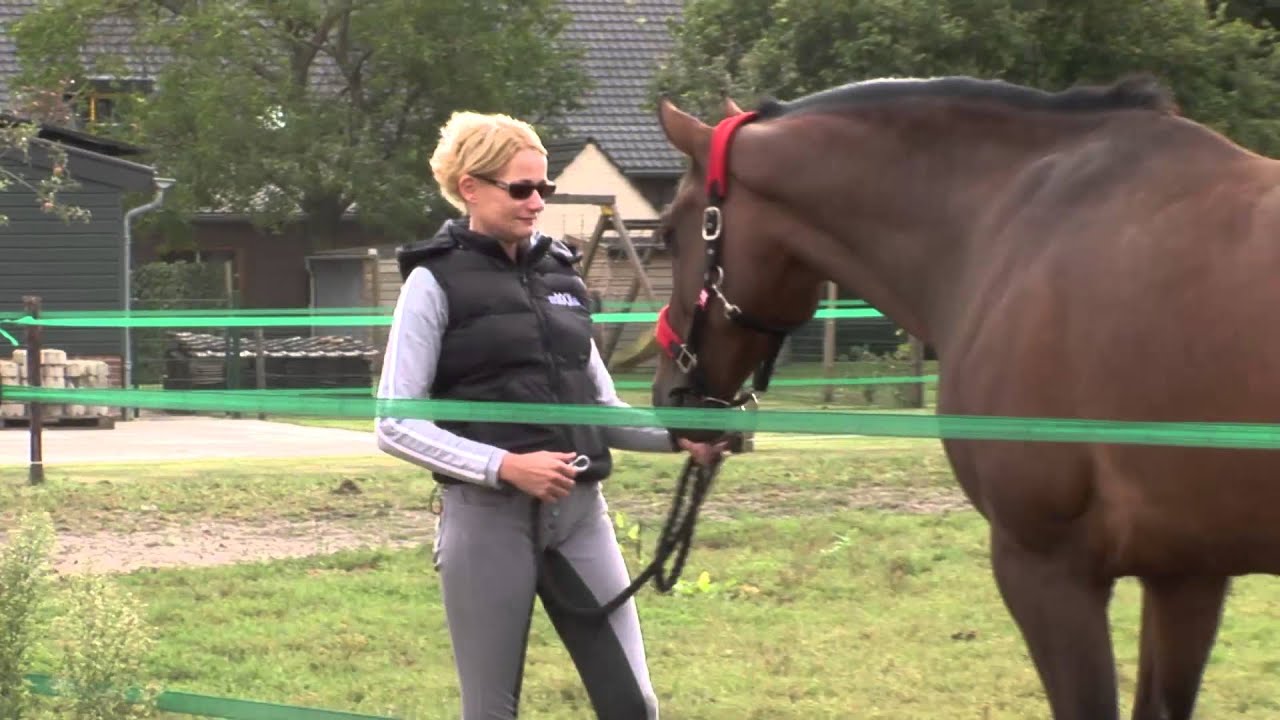 Paardenpension Kingstables & Rock Revalidatie- en Opvangcentrum