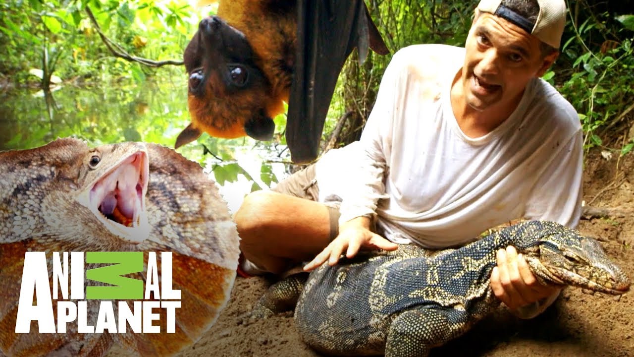 Los encuentros con dragones más emocionantes | Wild Frank: En busca del dragón | Animal Planet