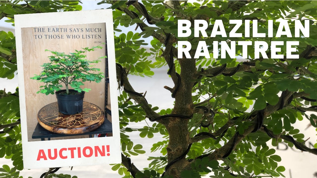 Styling a Brazilian Raintree Bonsai - (Auction 1)