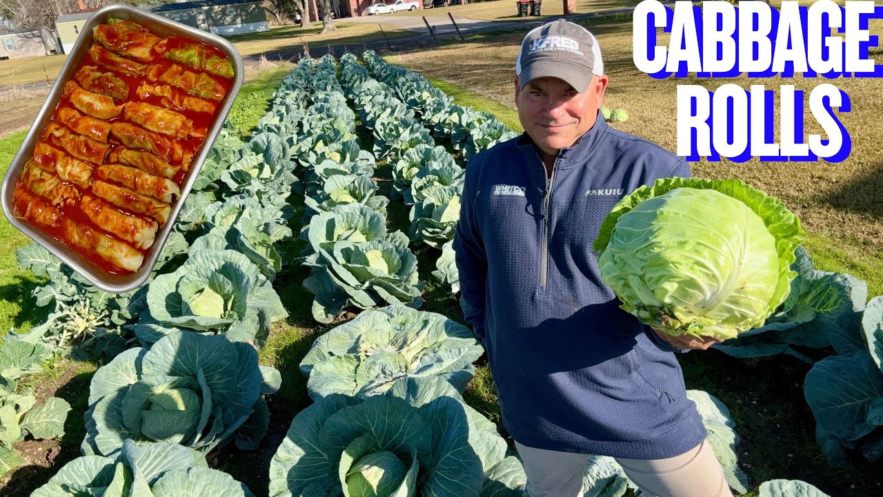 Bumper Crop Of Beautiful Cabbage (Cooked My Best Cabbage Rolls Ever)