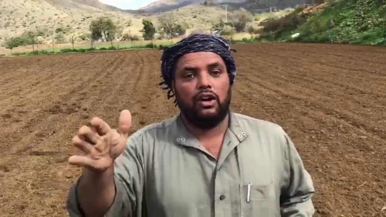 زراعة الشعير البلدي