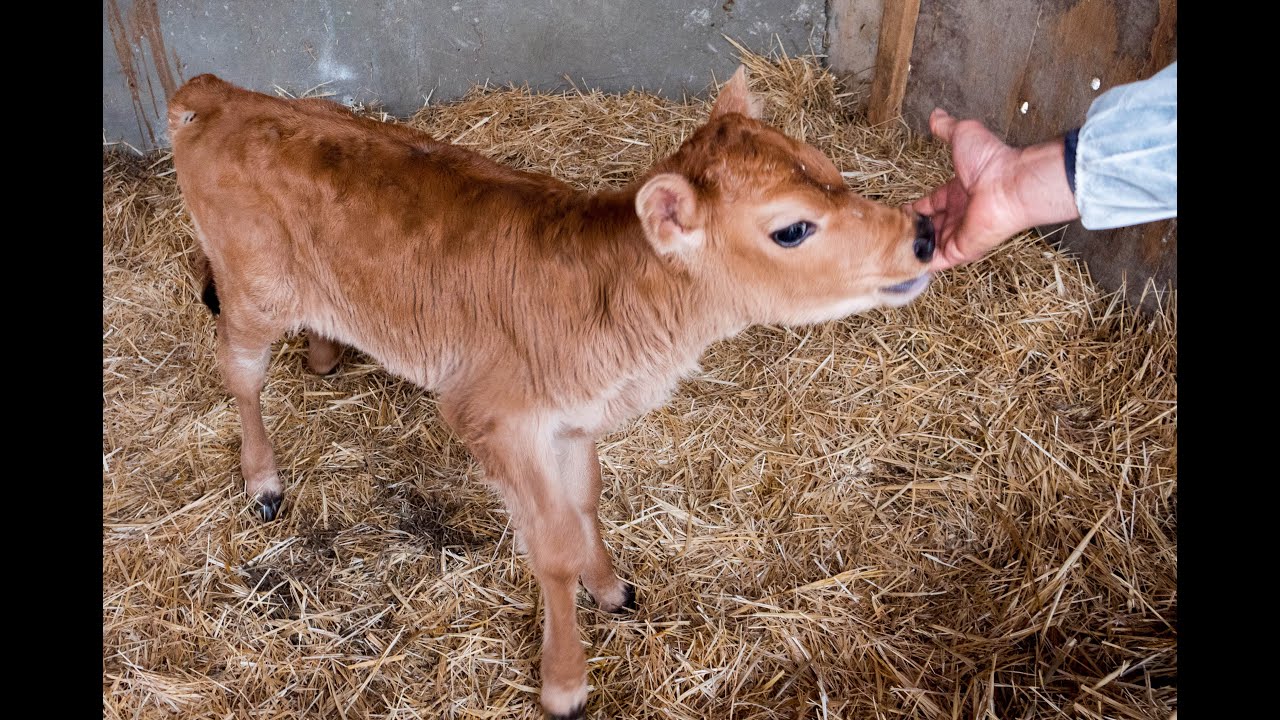 Jersey İnekler sağıma giriyor, Kaç Litre süt veriyor, Ne ile besleniyorlar?