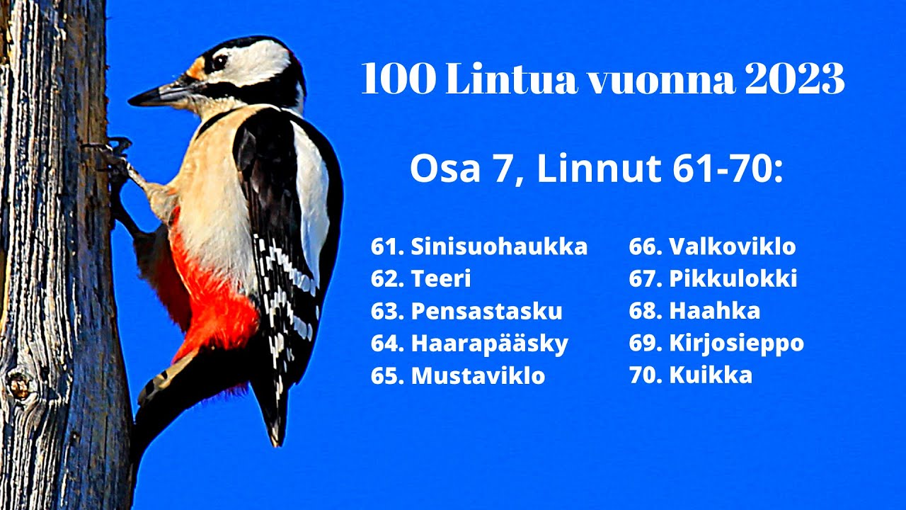 100 Lintulajia 2023, Osa 7, (Linnut 61-70)