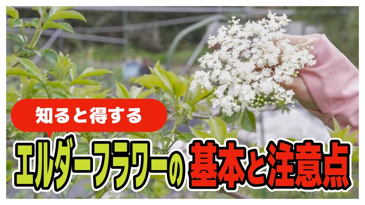 【エルダーフラワー】2分で分かる！知ると得する「エルダーフラワー」の基本と注意点を簡単に解説します！【エルダーフラワーの使い方】