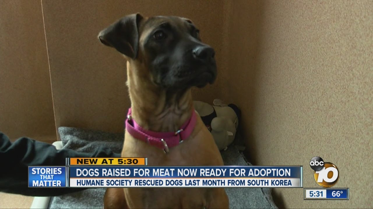 Another group of dogs saved from South Korean dog meat farm put up for adoption