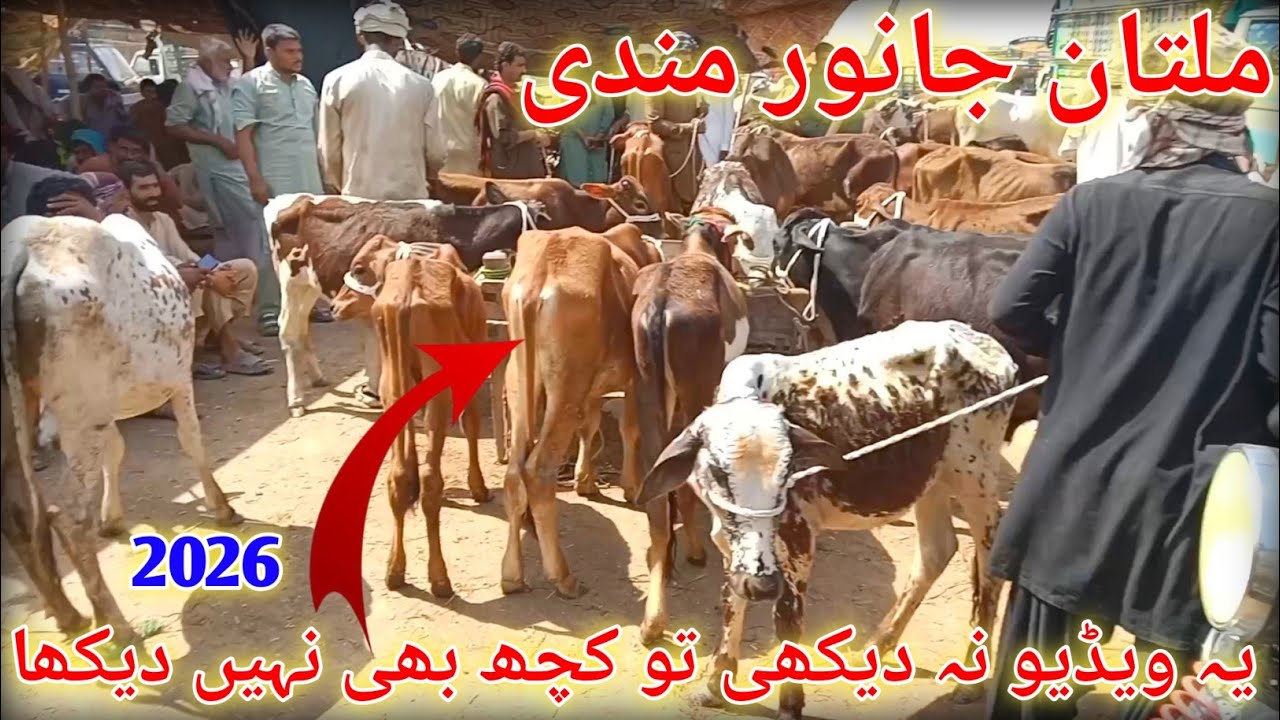 Multan Janwar Mandi 2026 😱 Aaj Ke Hairan Kun Rates | Saste Ya Mehngay Janwar?