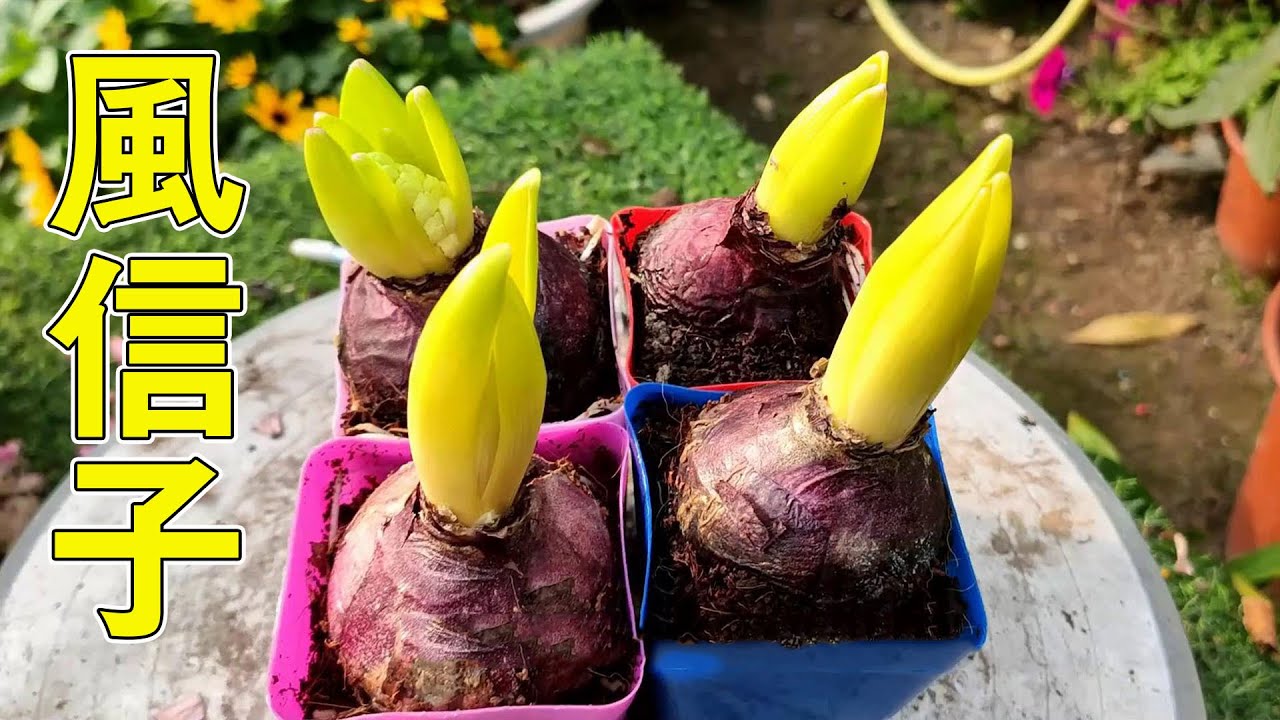 【養養養花花花】風信子年年都開花，一個種球變&ldquo;一窩&rdquo;，養護訣竅很簡單