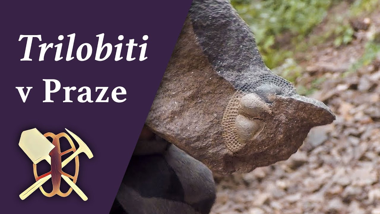 Výprava za zkamenělinami trilobitů Deanaspis goldfussi a Dalmanitina socialis