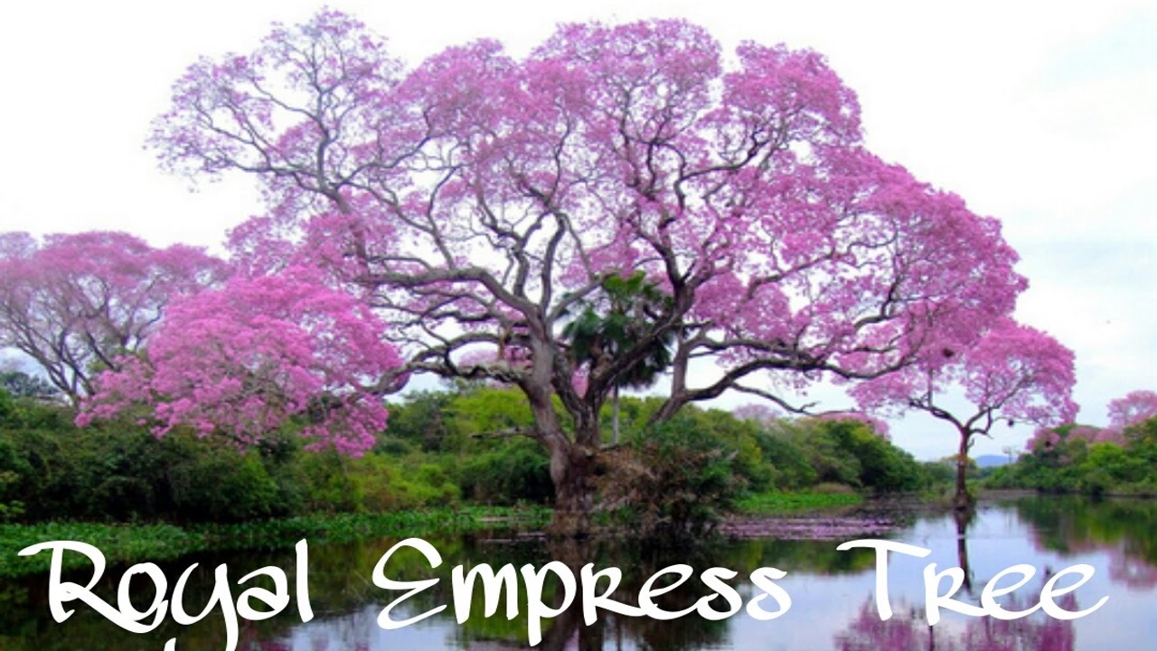 ⚜ EMPRESS TREE - Paulownia Tomentosa ⚜ Самое быстрорастущее дерево в мире!