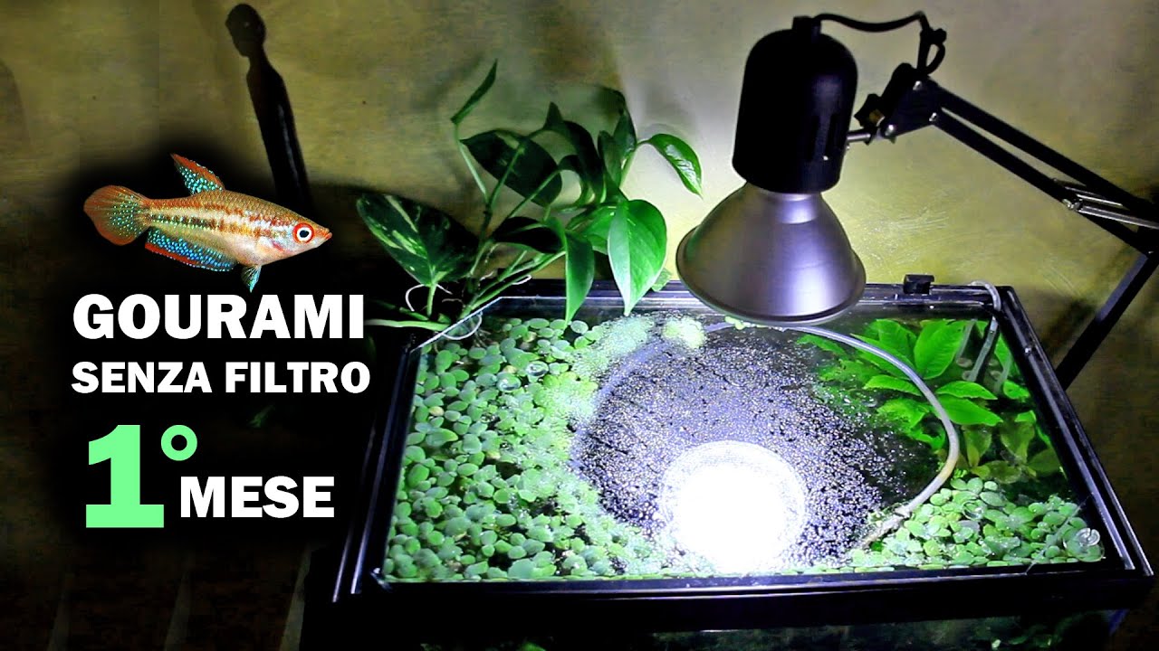 GOURAMARIO Senza Filtro : Allestimento e Tutorial