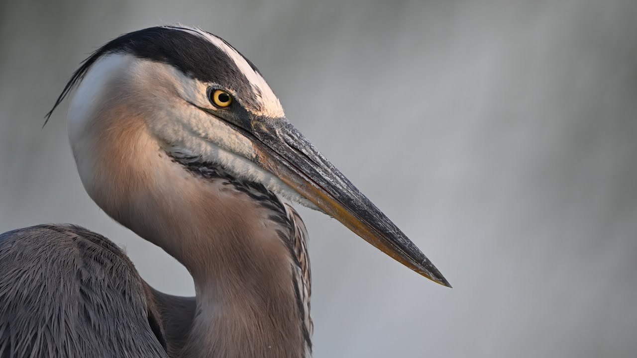 FRIENDS OF NATURE PARKS - SWEETWATER WETLANDS PARK