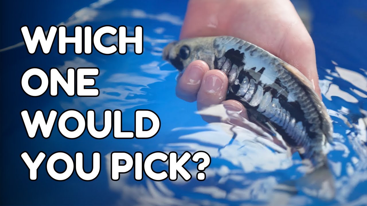 This Might Be the Best Grow-Out Lineup We’ve Ever Offered! | Japanese Koi For Sale