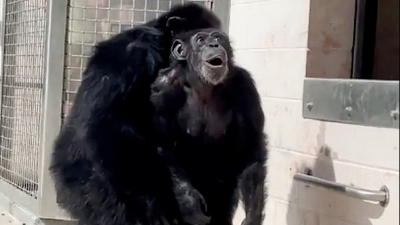 El conmovedor momento en que una chimpancé mira el cielo después de estar enjaulada toda su vida