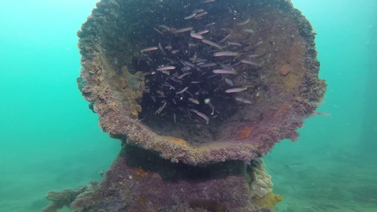 Kingscote Jetty Kangaroo Island dive trip with underwater sports diving centre