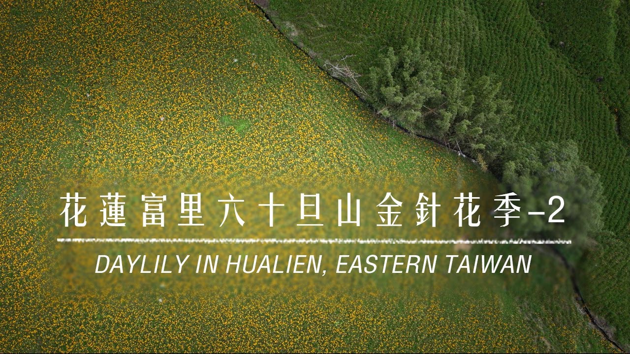 美到窒息！空拍花蓮富里六十石山金針花季 (Daylily in Hualien Drone 4K)