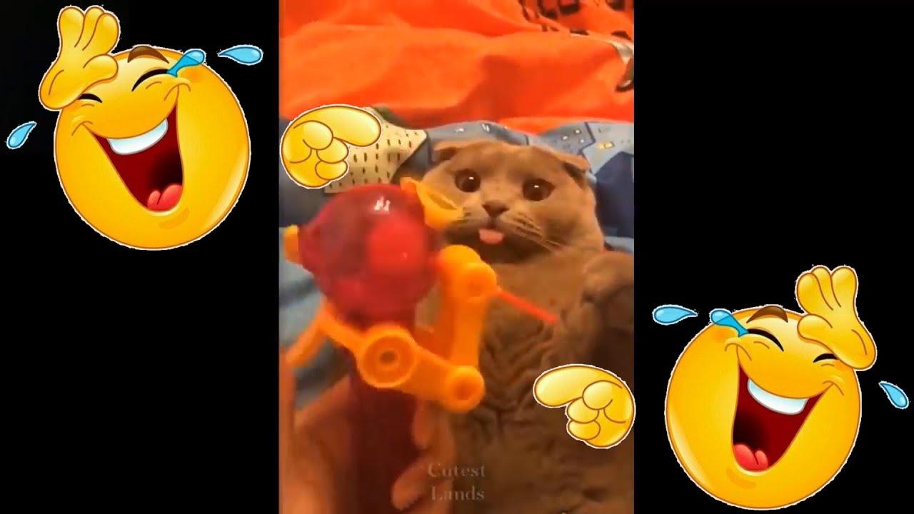 😂Lustige Tier Videos - Sammlung 11😂