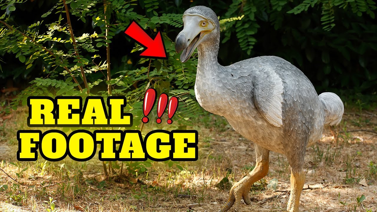 10 потрясающих фактов о птице додо 🦜 Вымершие животные &mdash; ОБЯЗАТЕЛЬНО К ПРОСМОТРУ
