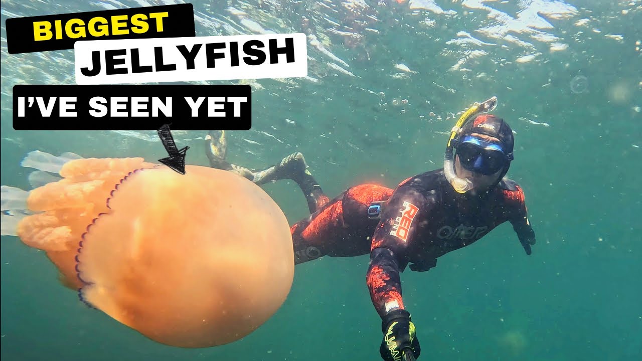BIG JELLYFISH • TINY Boat 🏴‍☠️ Pocket Rocket EXPLORING (SIB) 🪼