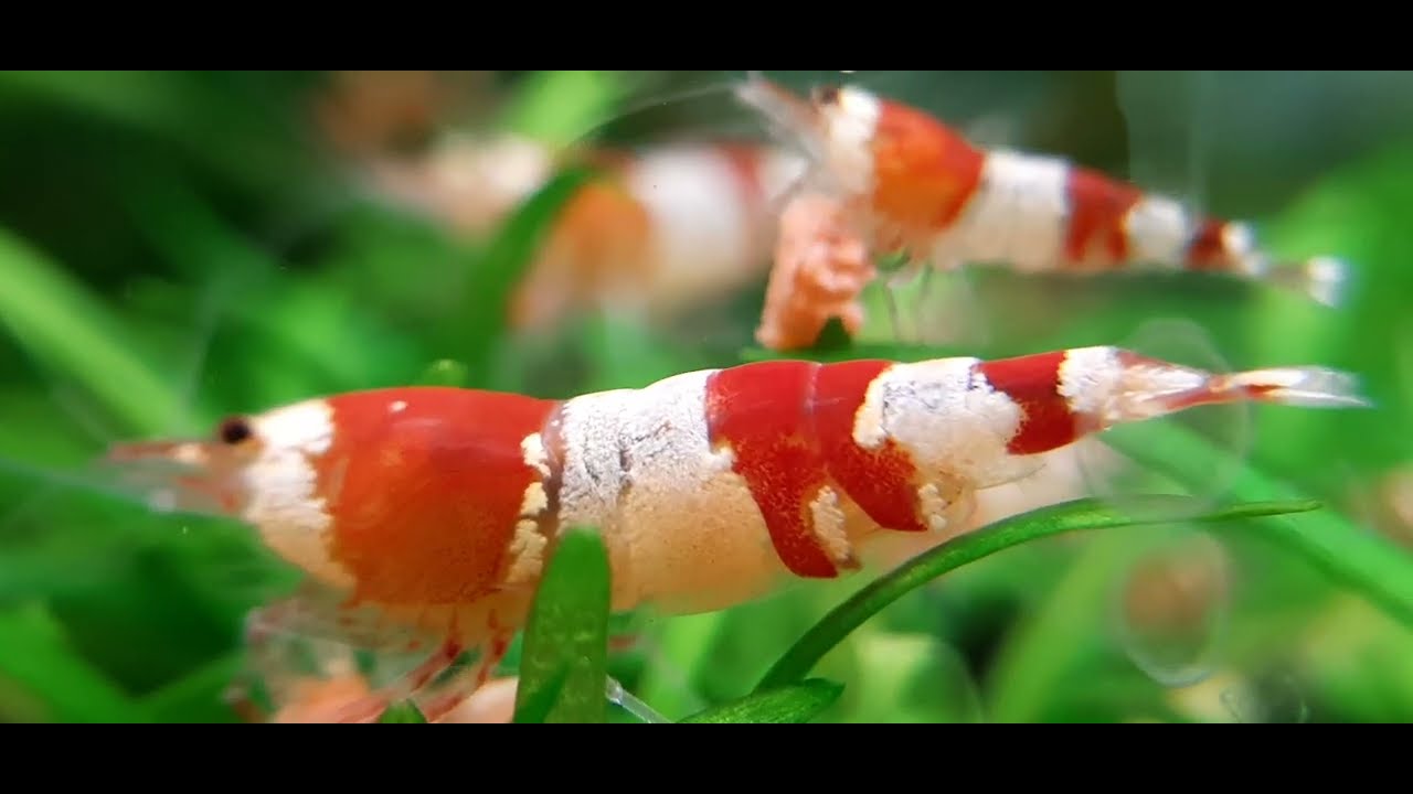 Кревeтки CRS - Crystal Red Shrimp