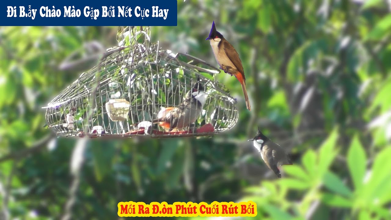 Đi B.ẫy Chim Chào Mào Gặp Bổi Nết Đ.ấu Cực Hay Và Pha Mồi Ra Đò.n Rút Bổi Nhanh // Chiến Ơi