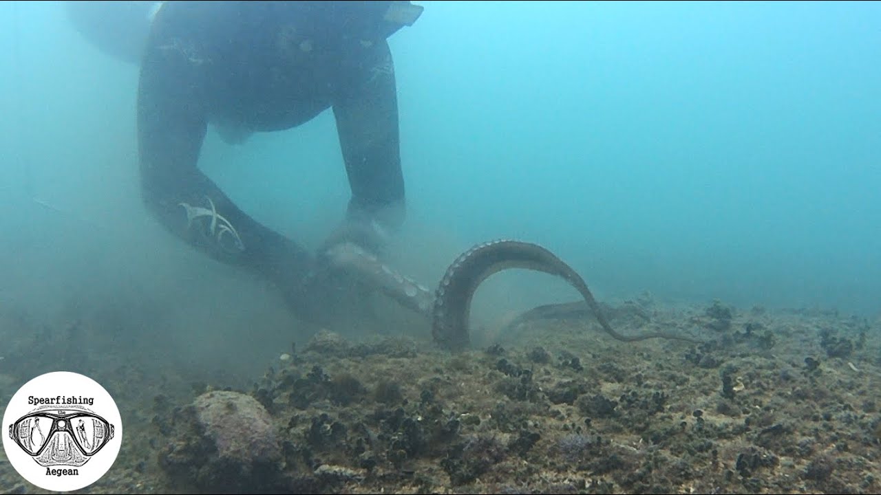 Catching Seafood Octopus 🐙 | Spearfishing the Aegean 🇬🇷 ✔