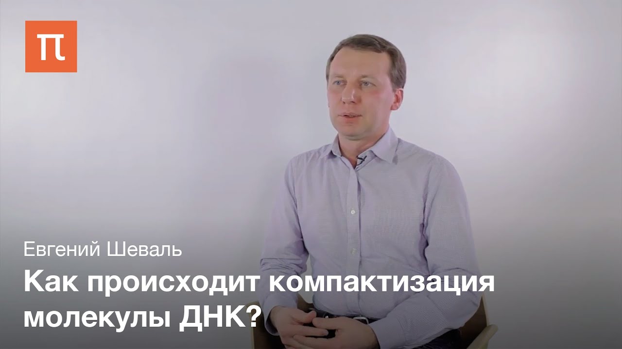 Элементарная хроматиновая фибрилла - Евгений Шеваль
