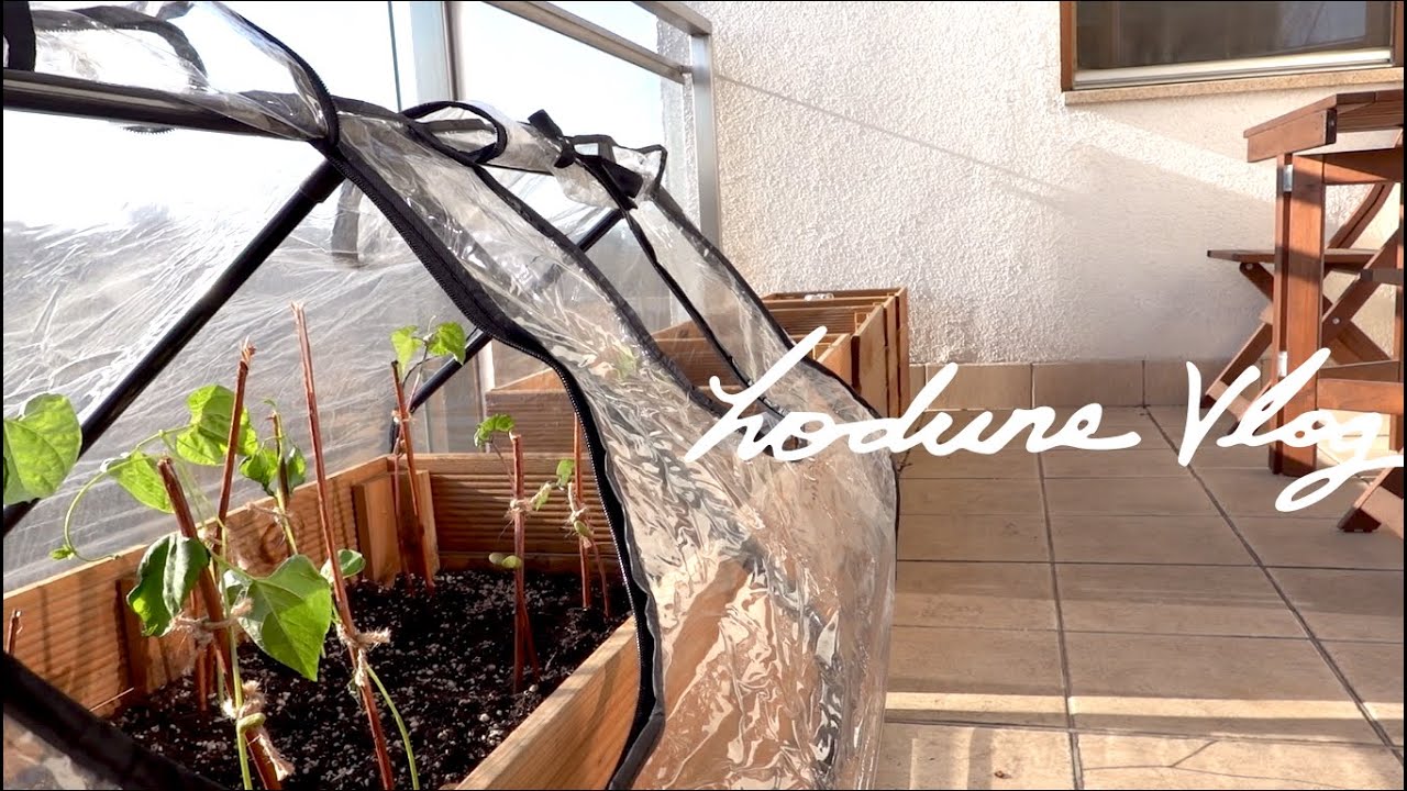 SUB) 나의 작은 베란다 텃밭, 바람 잘 날 없는 채소 심고 기르기ㅣMy Balcony Vegetable Garden #3