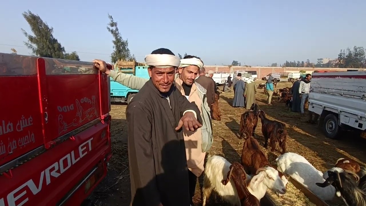 اسعار الماعز الوالد والعشر واللحم ( سوق سيدى سالم) ٢٠٢٥/٣/٨ مع المعلم ابراهيم القبراوى /٠١٠٠٩٢٥١٩٥٨