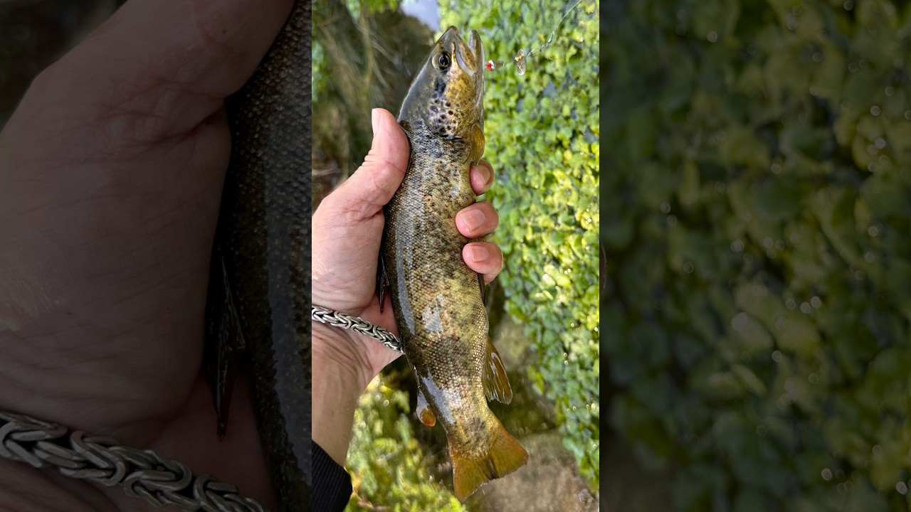#browntrout