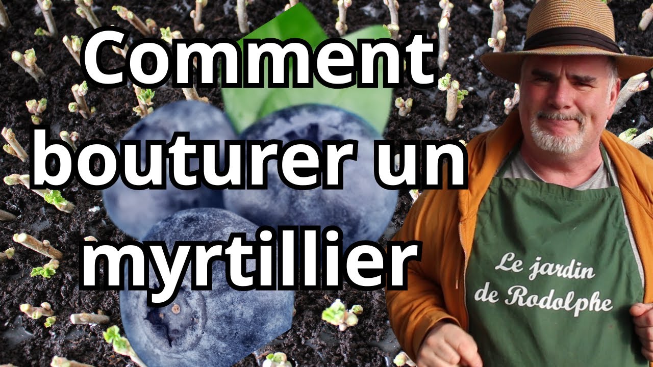 Comment multiplier facilement vos Myrtilliers par bouturage ?