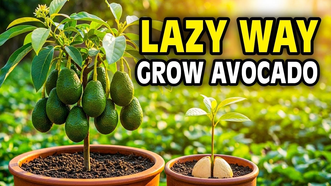 Grow Avocado From Seed - The Lazy Soil Method That Actually Works!