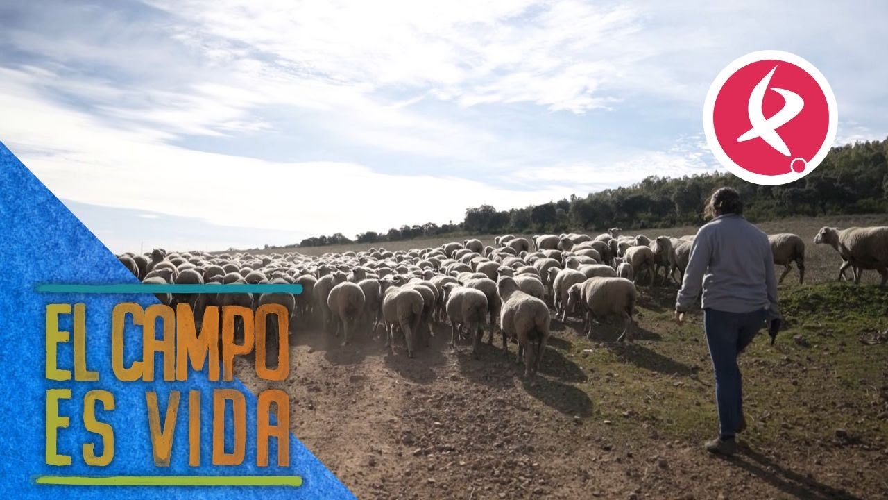 Comienza la muda de las 200 ovejas preñadas | El campo es vida