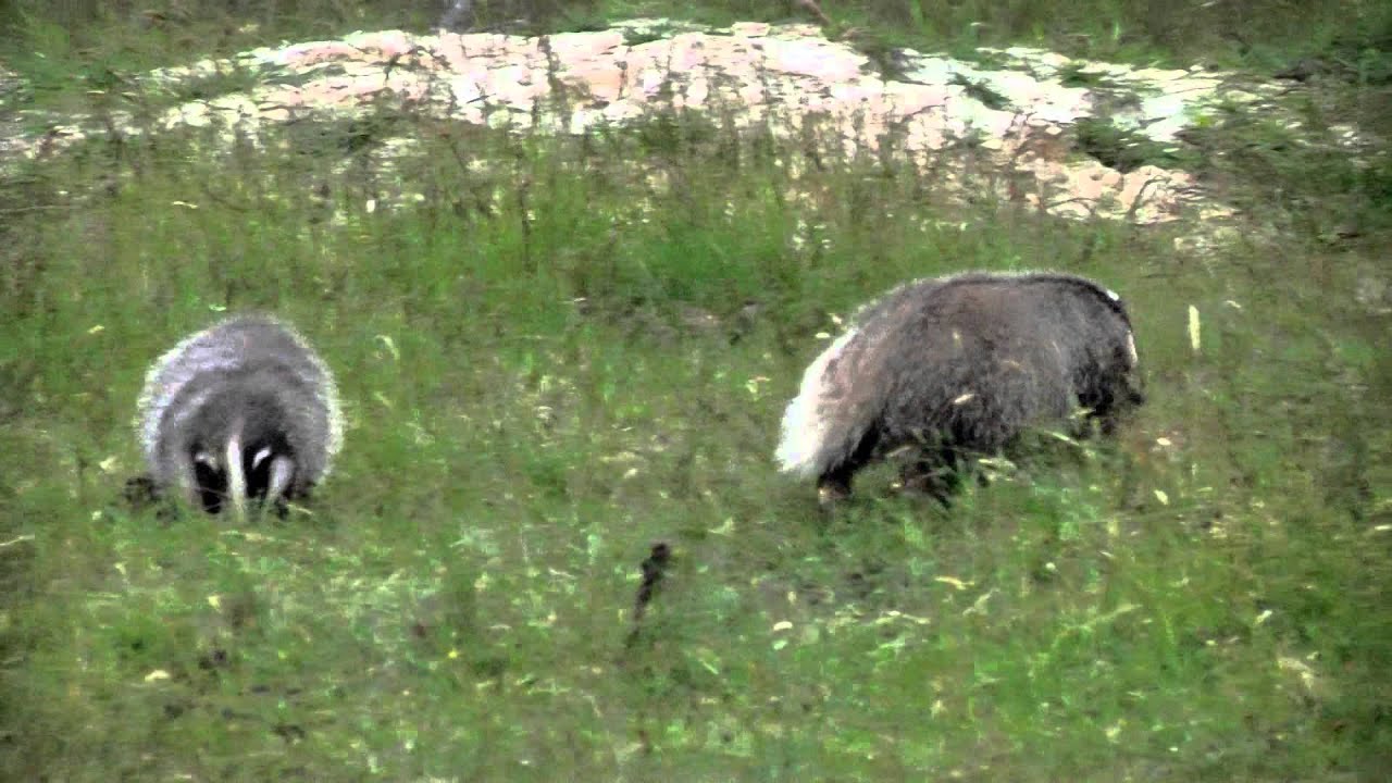 Vroege Vogels - Dassen spelen bij de burcht