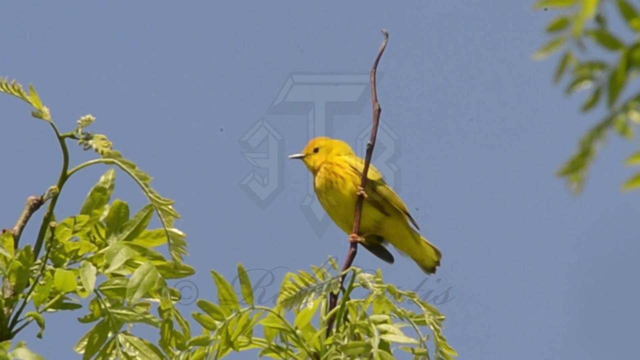 Yellow Warbler singing, bathing, nesting compilation. Setophaga petechia. 9004512