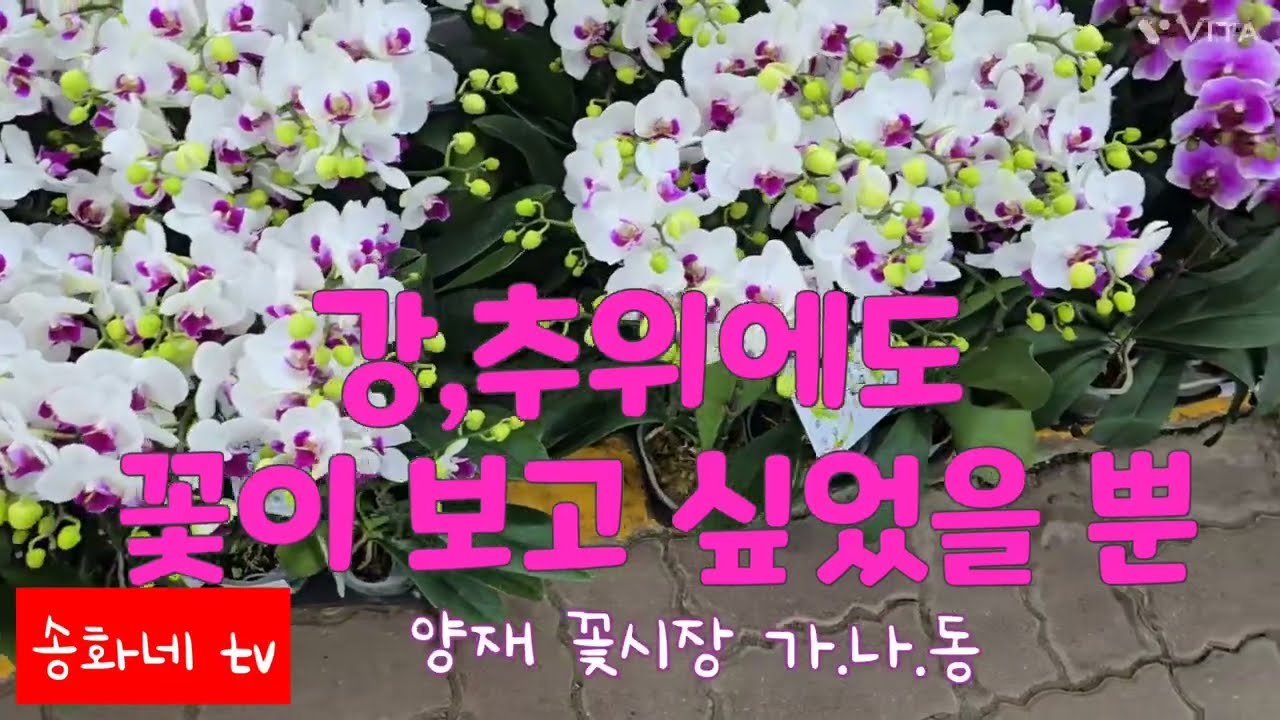 강,추위에도 여기는 봄날  #양재 꽃시장  #orchid #flowers  #송화네 tv#채널송 