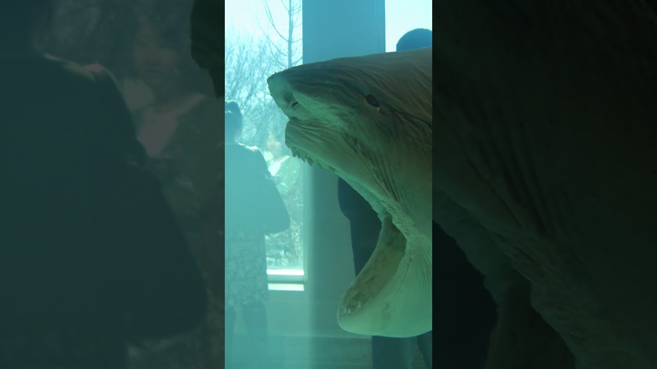 Damien Hirst's Shark Art: Controversial Yet Eerily Captivating