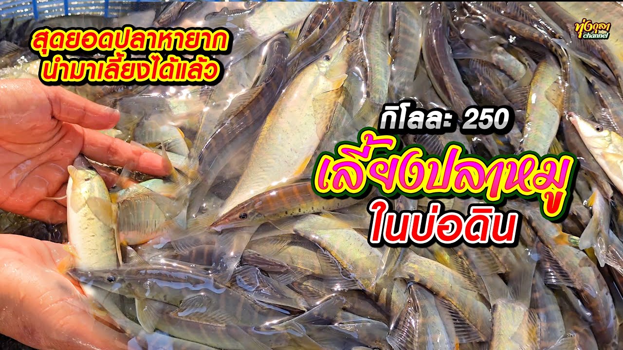 เลี้ยงปลาหมูสร้างรายได้โลละ 250