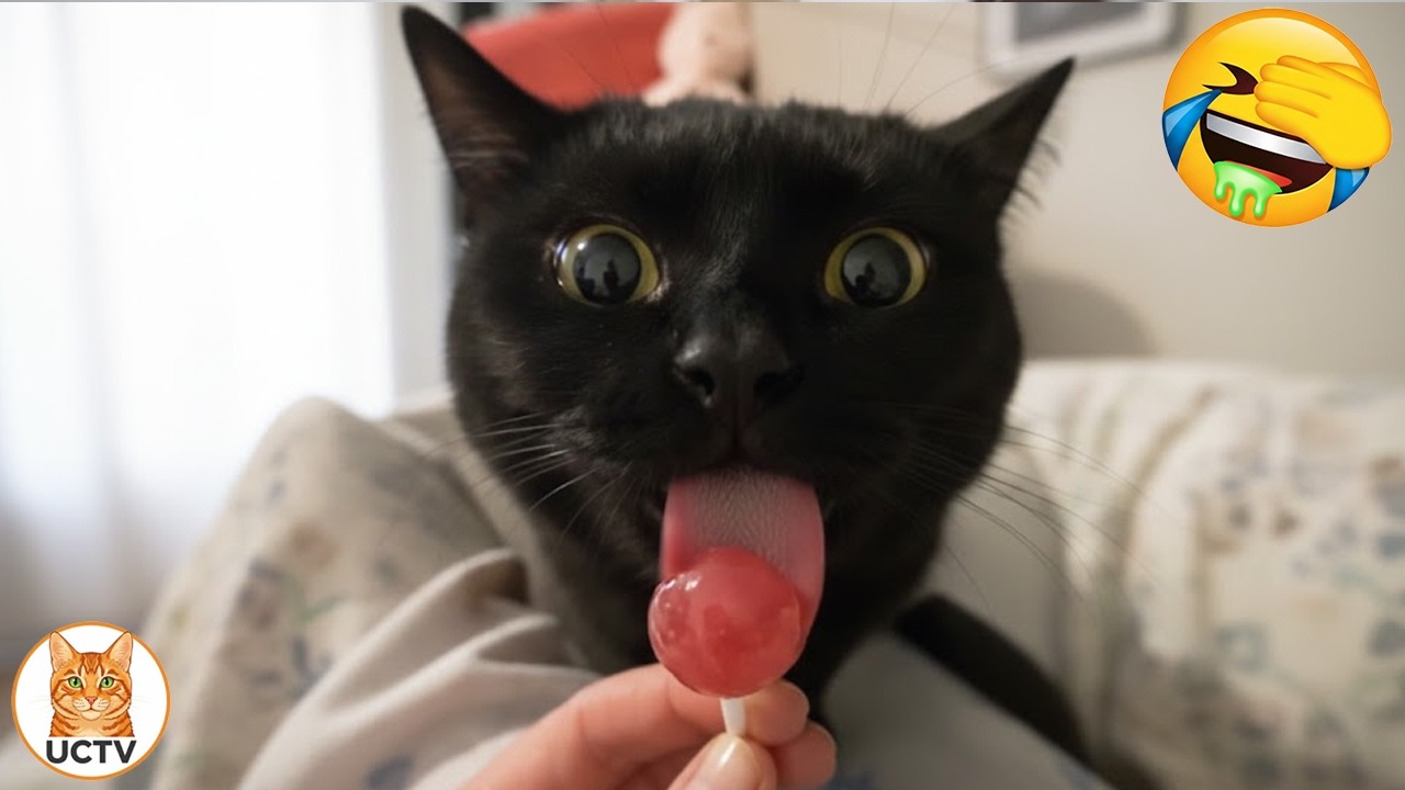 New Funniest Cats Videos 😼Try Not To Laugh😜Daily Serving of Internet Cats Part 14