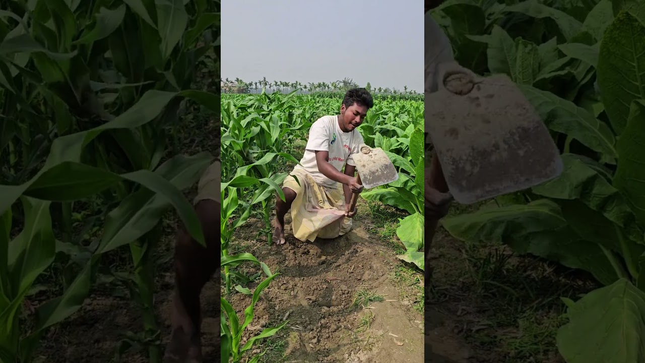 A job in the middle of a cornfield #funny
