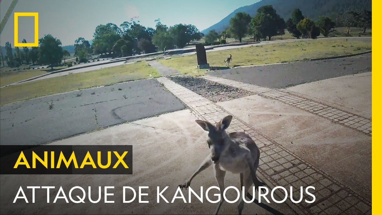 Deux mâles kangourous s'affrontent pour la place de dominant