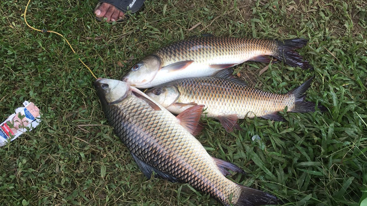 രോഹു, കുയിൽ മീൻ പിടിക്കാൻ പഠിക്കണോ? | Carp fishing Kerala | 3 carp landing technique