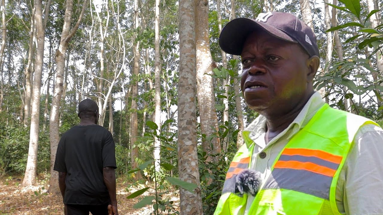 He quit his job in Europe and U.S and built 243 acres of forest with exotic trees in Ghana @WODEMAYA