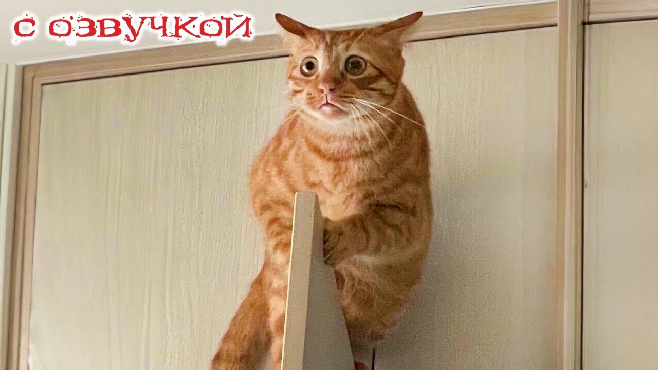ПРИКОЛЫ С КОТАМИ! с озвучкой! Смешное видео с котами! Смешные животные! УГАР!