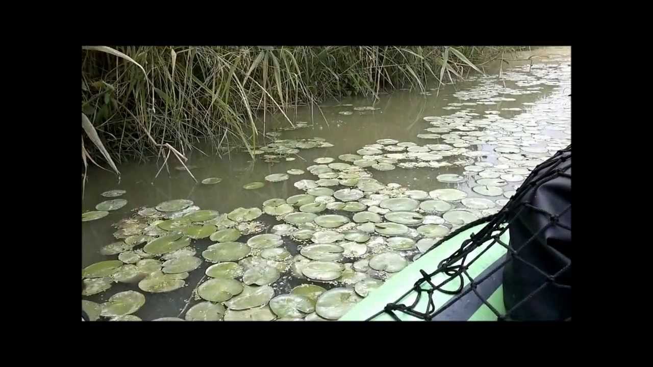 Osservazione di amur (carpa erbivora) che si ciba lungo la riva [kayak on board camera]